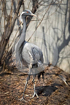 Large gray heron