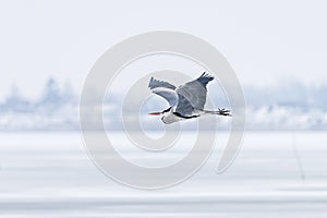 A large gray heron flew over the frozen lake