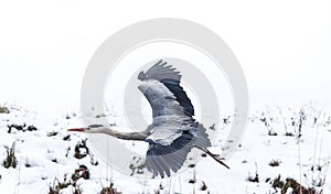 A large gray heron flew over the frozen lake