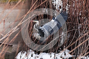 A large gray heron flew over the frozen lake