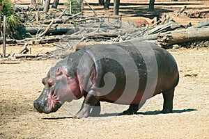 A large gray hippopotamus at full height is in its habitat.