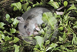 Large gray mouse is lying in the green grass. Close-up. Selective focus
