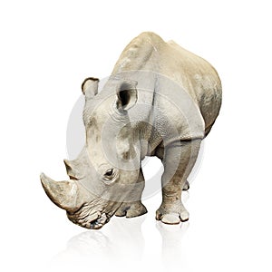 Large gray rhinoceros isolated on white background