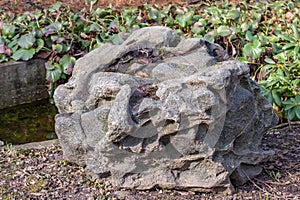 Large gray shapeless stone with traces of erosion on the ground close-up.