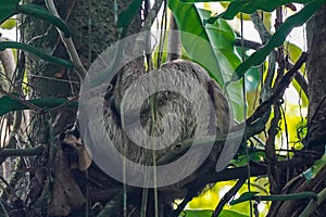 Large gray sloth sleeping on tree branch in Costa Rica