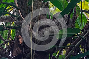 Large gray sloth sleeping on tree branch in Costa Rica