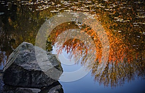 A gray stone and a yellow tree are reflected in the water.