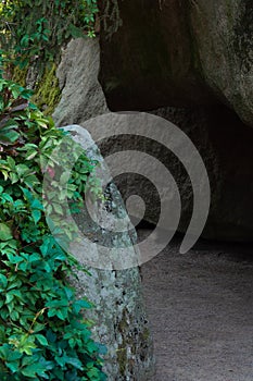 Large gray stones covered with moss and a twisting green plant by the lake in the park.