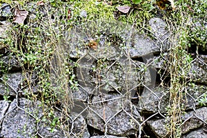 Large gray stones with long climbing weed. Stonework with steel mesh, green plants and dry leaves. Part of reinforced soil wall.