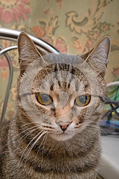 Large gray tabby cat close-up. Pet looks down with green eyes