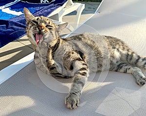 A large gray tabby cat washes his face