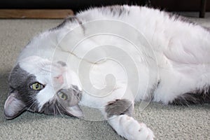 Large gray and white cat lying on his side on a pale gren carpet