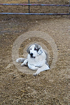 Large gray and white spanish mastiff puppy dog lying on the farm floor