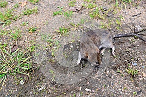 Large gray wild rat sits on the ground in a city park on a background of green grass. Long-tailed rodent order Rodentia genus