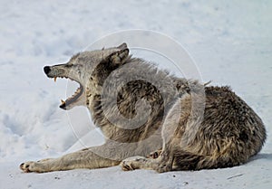 a large gray wolf laying on snow in front of a dog