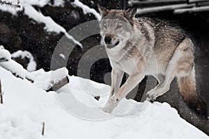 large gray wolf quickly runs through the forest, a powerful impetuous wild beast in winter