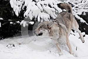 Gray wolf quickly runs through the forest, a powerful impetuous wild beast in winter