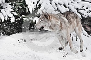 large gray wolf quickly runs through the forest, a powerful impetuous wild beast in winter