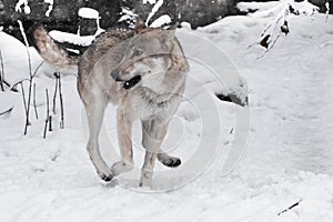 large gray wolf quickly runs through the forest, a powerful impetuous wild beast in winter