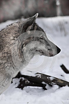 Gray wolf in the snow