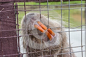 Large greasy nutria Myocastor coypus is locked in a cage on a pond and gnaws twigs with huge orange teeth. The nutria, also