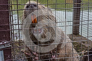 Large greasy nutria Myocastor coypus is locked in a cage on a pond and gnaws twigs with huge orange teeth. The nutria, also