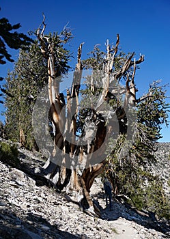 A Bristlecone Pine tree with multiple trunks towers over a solo female hiker CaliforniaÃ¢â¬â¢s White Mountains.