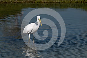 A large Great Egret Ardea alba, with a fresh catch. photo