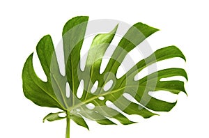 Large greef shiny leaf of monstera