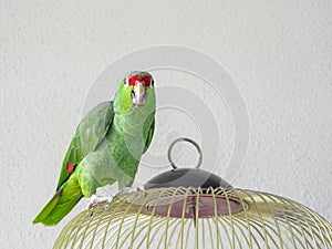 A large green Amazon parrot sits on a cage