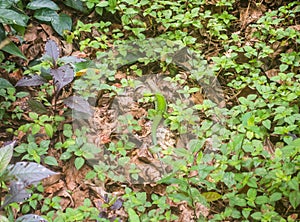 Large green Amazonian lizard