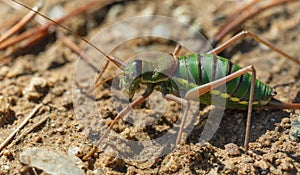 Large green ball-headed grasshopper, Bradyporidae