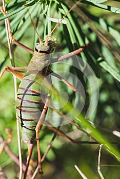 Large green ball-headed grasshopper, Bradyporidae