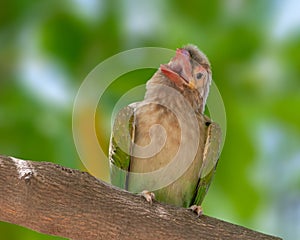 Large green barbet is trying to sense any activity