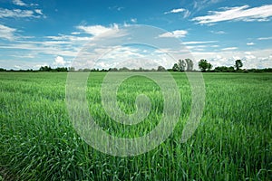 Large green barley field and blue sky, spring rural view