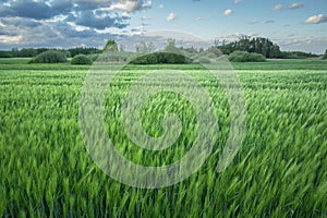 Large green barley field, view in eastern Poland