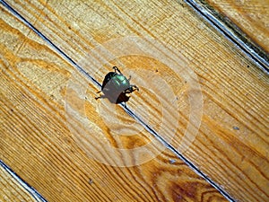 A large green beetle on a wooden floor