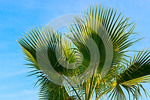 Large green branches on palms trees against the sky in the tropics.
