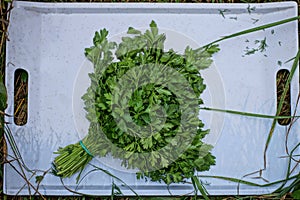 A large green bunch of fresh parsley