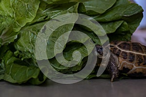 A large green bunch of lettuce leaves for breakfast for a turtle