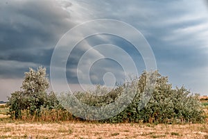 A large green bush against a stormy sky.