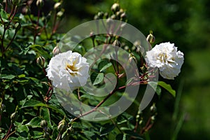 Large green bush with two fresh white roses and green leaves in a garden in a sunny summer day, beautiful outdoor floral backgroun