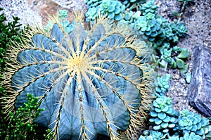 large green cactus among succulents
