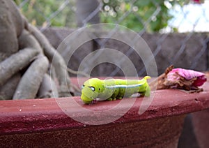 A large green caterpillar crawls along the edge of a dark red flowerpot. large eyes are drawn on the caterpillar`s head.