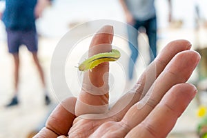 A large green caterpillar crawls on the finger of a male palm.