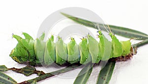 Large green caterpillar of the Saturnia comet butterfly Argema mimosae, close-up macro.