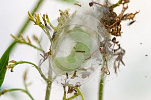 Large green caterpillar spinning a cocoon preparing to pupate.
