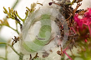 Large green caterpillar spinning a cocoon preparing to pupate.