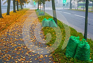 Large green cellophane garbage bags filled with leaves and grass lie in a row on grass near the edge of a highway and sidewalk