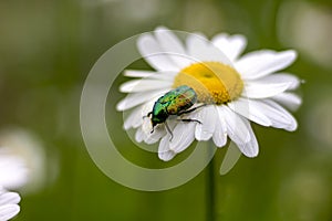 Large green chafer beetle on a white daisy collects nectar pollination